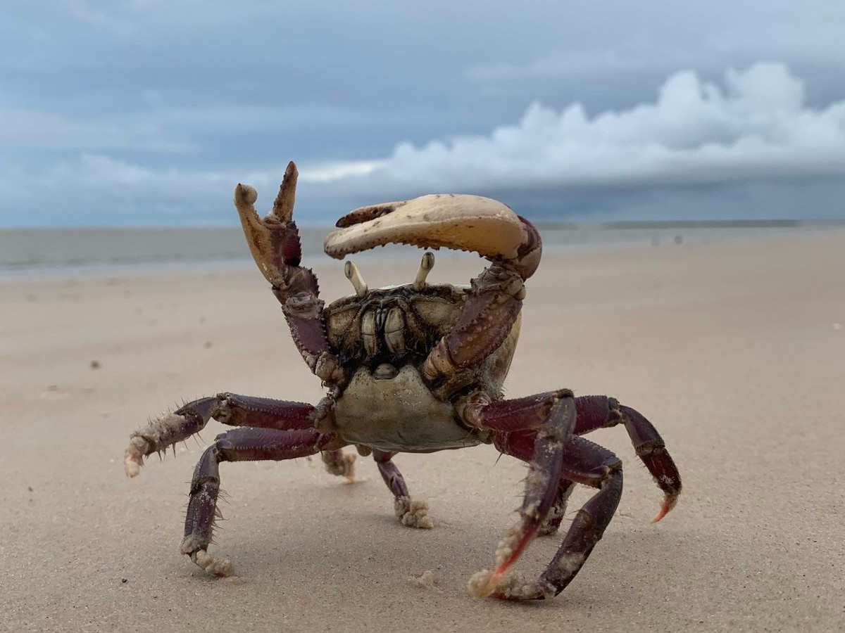 The Atlantic mangrove ghost crab, known locally as caranguejo-uçá (Ucides cordatus).