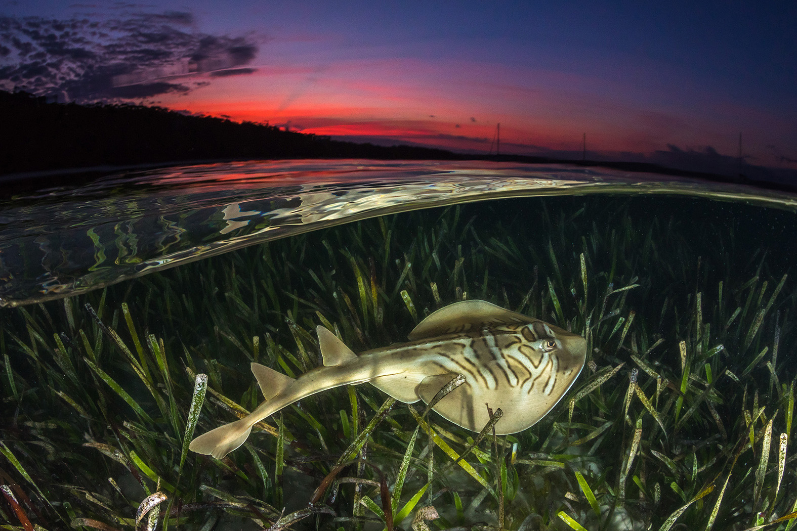 Eastern Fiddler Ray by Jordan Robins from Ocean Image Bank