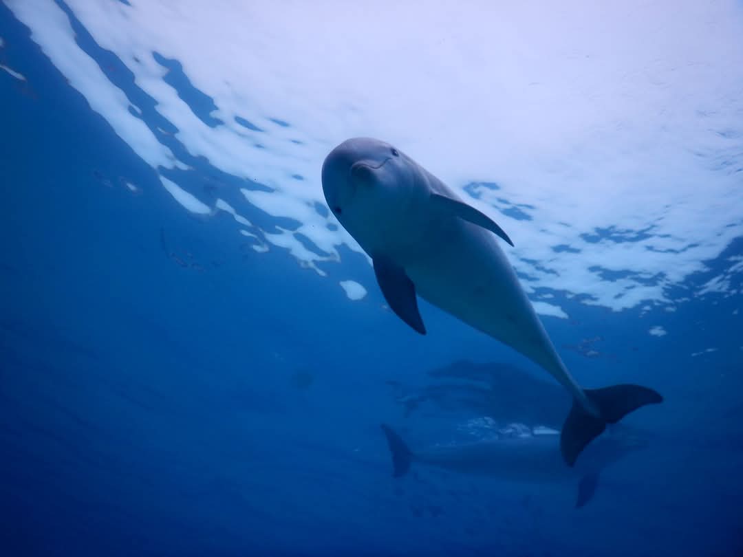 Tursiops truncatus