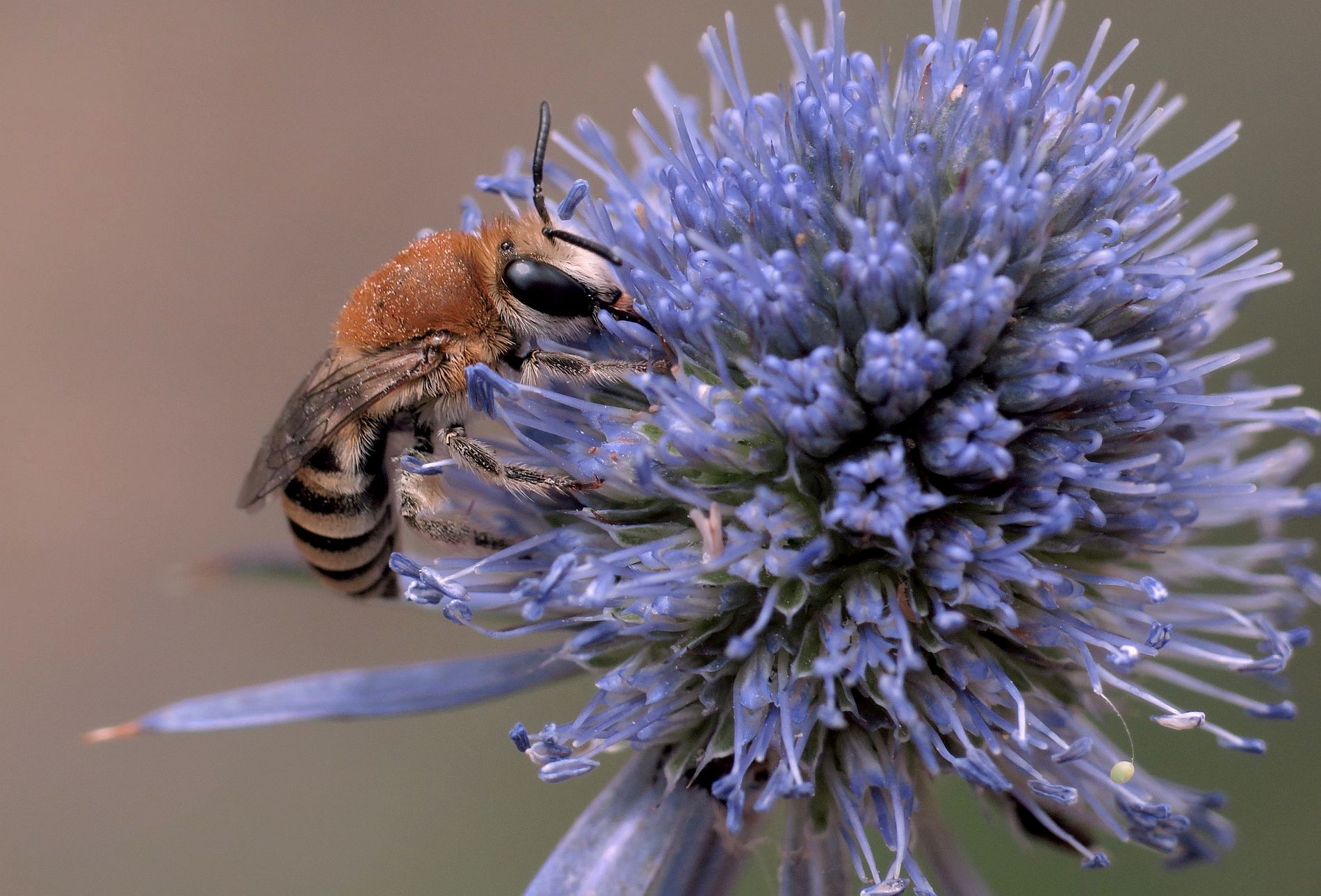 Hairy-saddled cellophane bee (Colletes_fodiens)_Credit EL GRITCHE