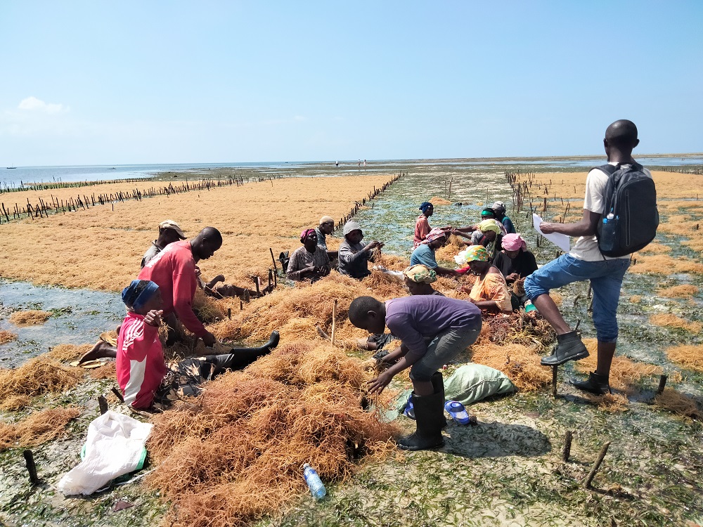 Sea grass in Kenya