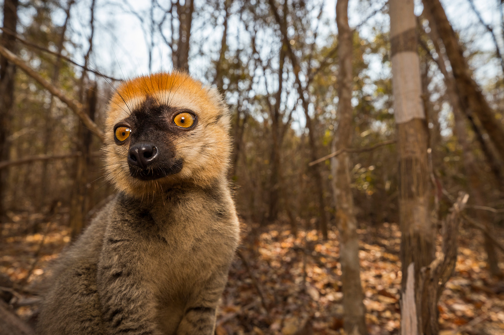 lemur sos