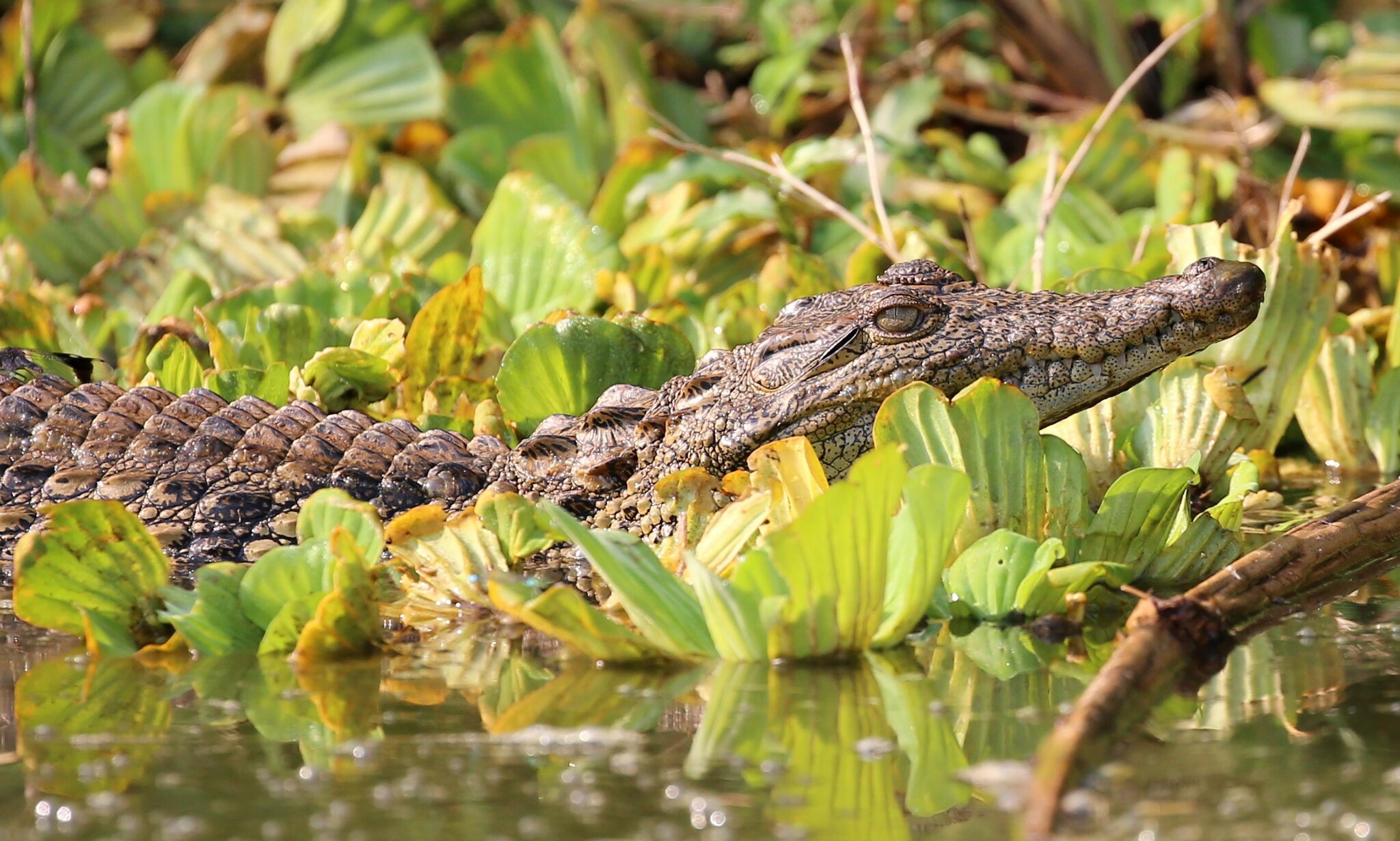 Nile crocodile