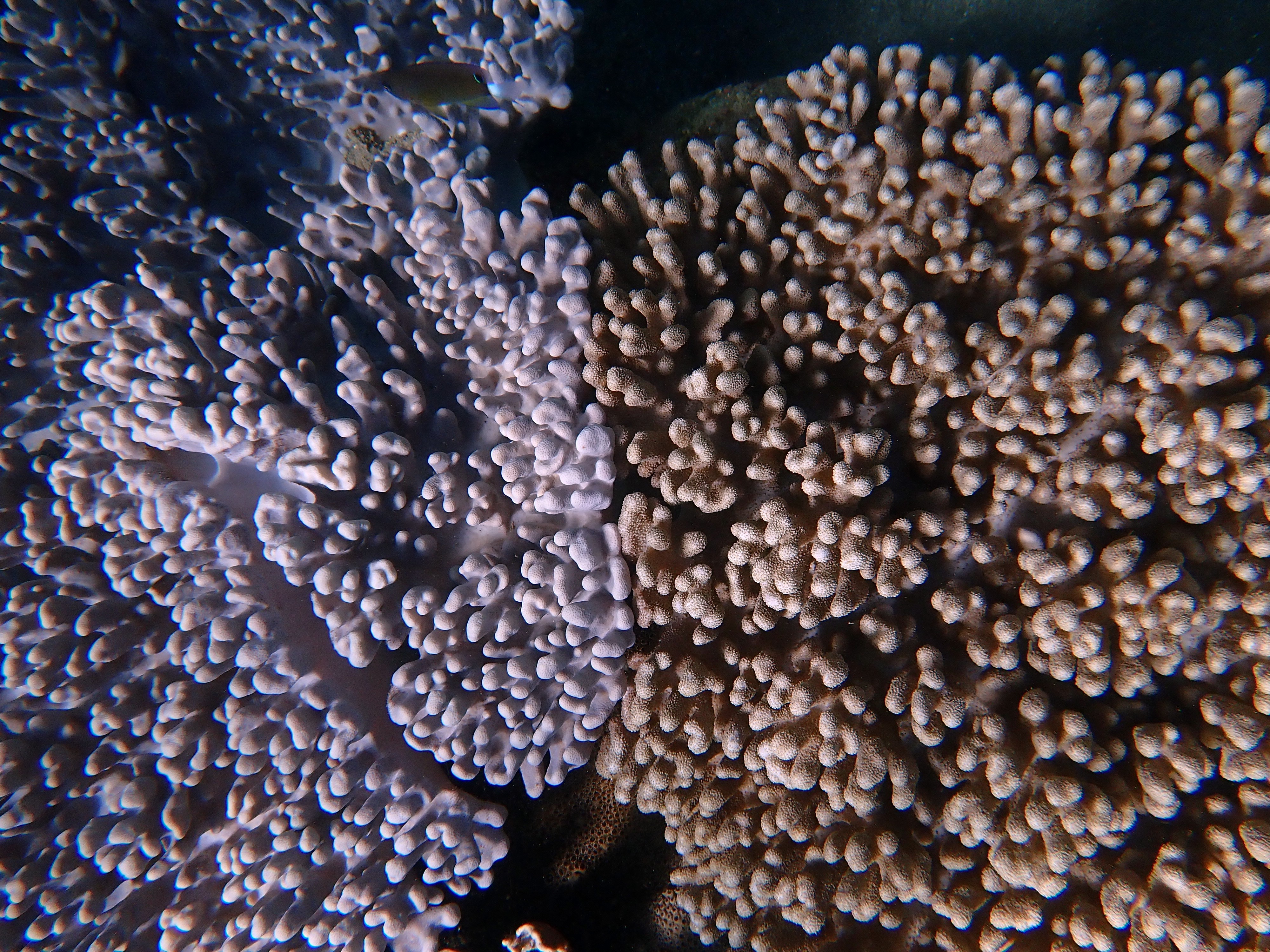 SInularia spp - Indonesia