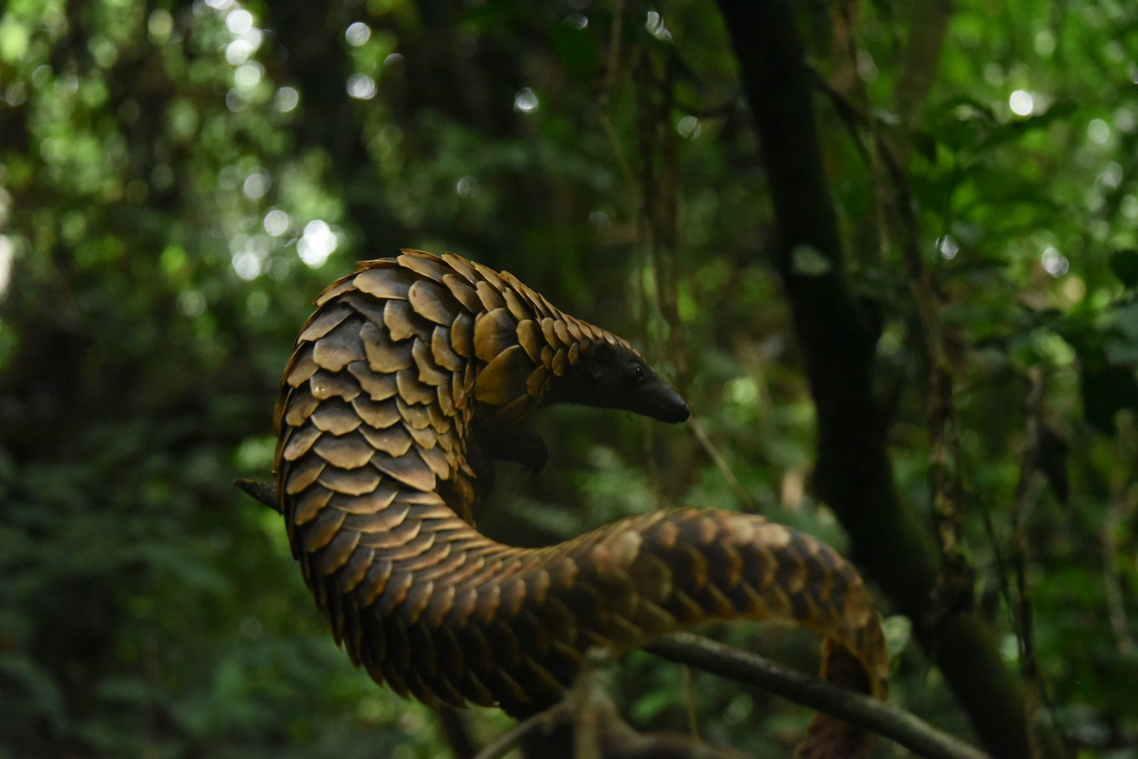 Pangolin