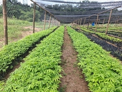Pépinière d'espèces d'arbres et de légumes dans la communauté de Pensanom