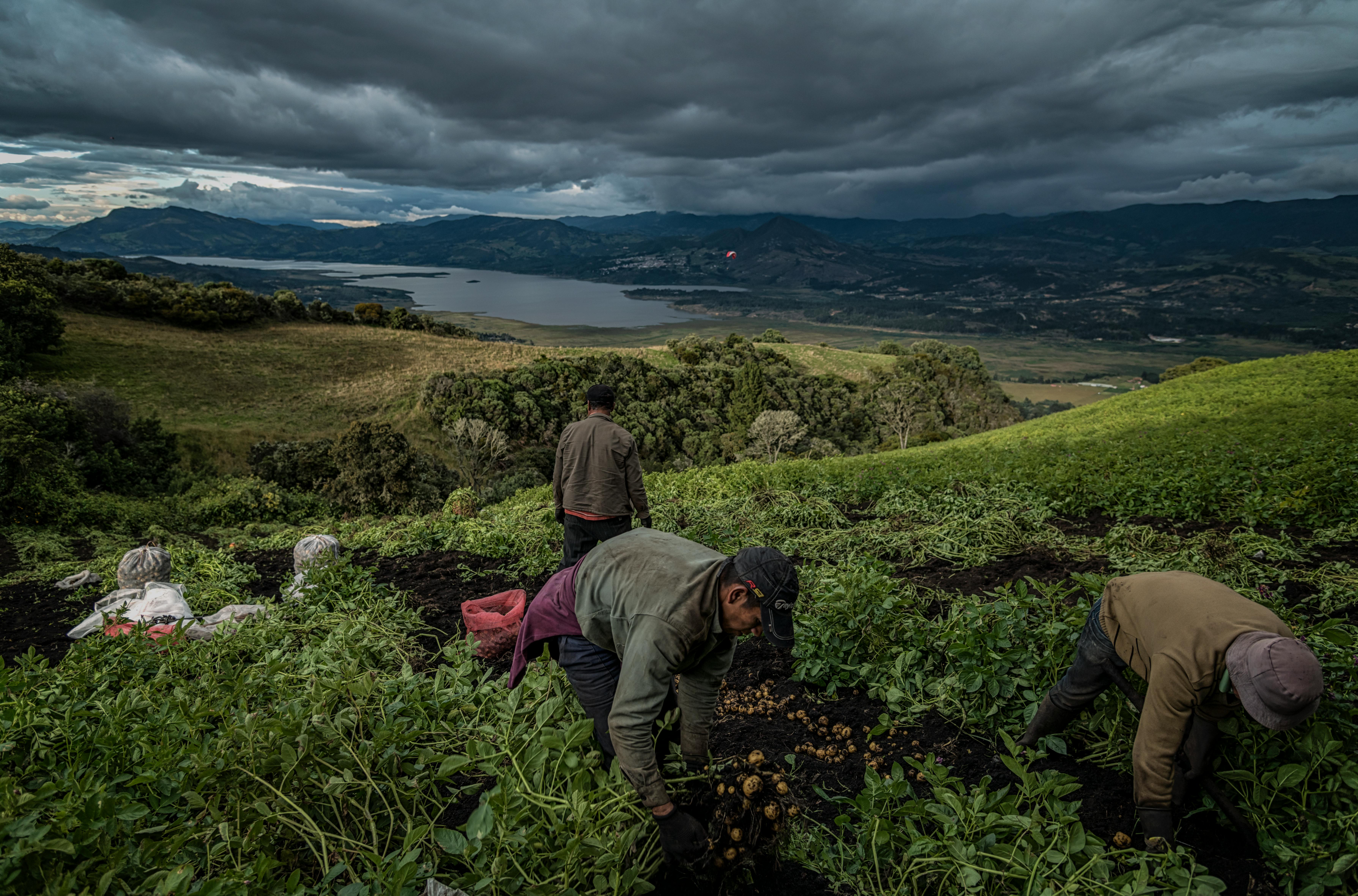 Farmers picking crops in field