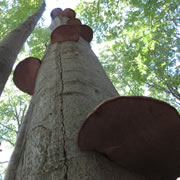 Primeval Beech Forests of the Carpathians