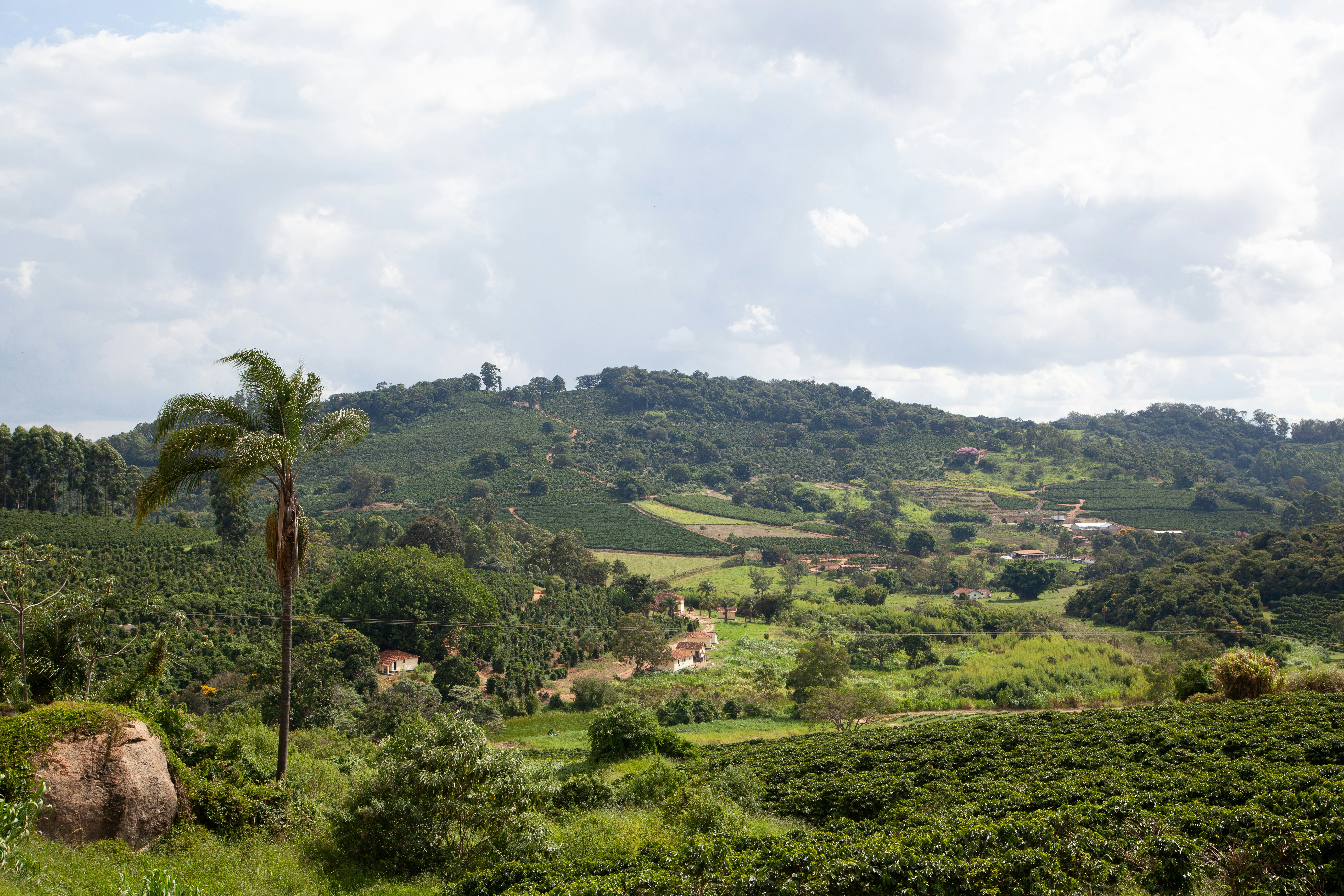 a lush green hillside with a palm tree in the foreground, Brazil