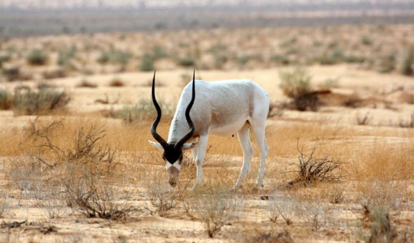 Addax in Tunisia