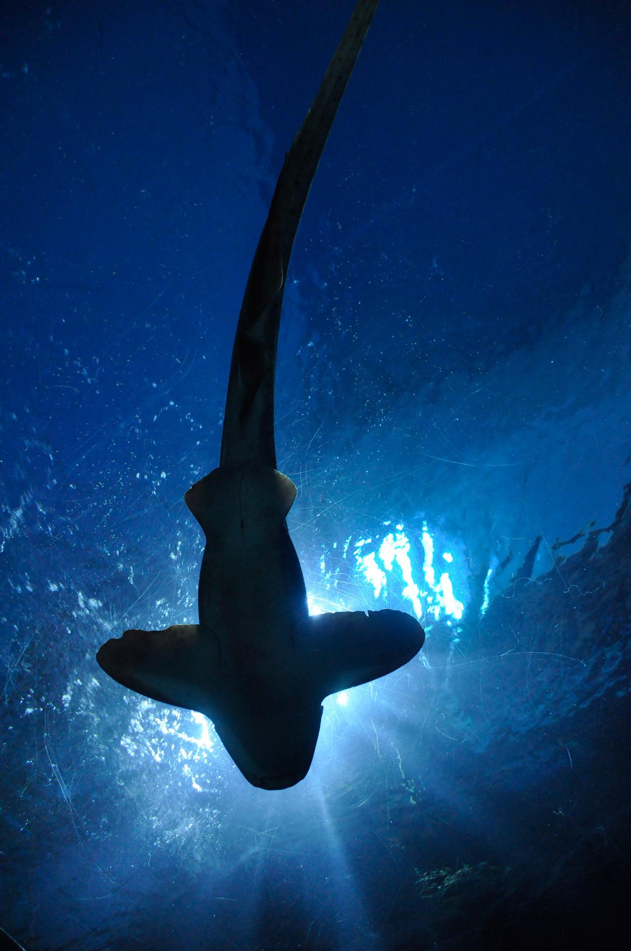 Shark seen from below