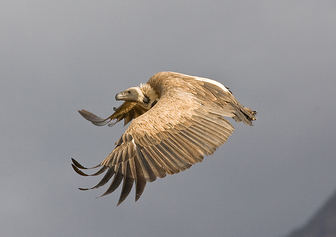 African white backed vulture