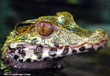 topic-freshwater-species-caiman-fb.jpg