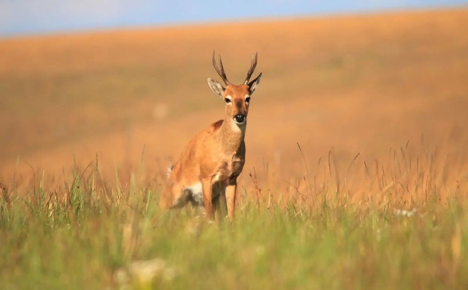 Pampas deer