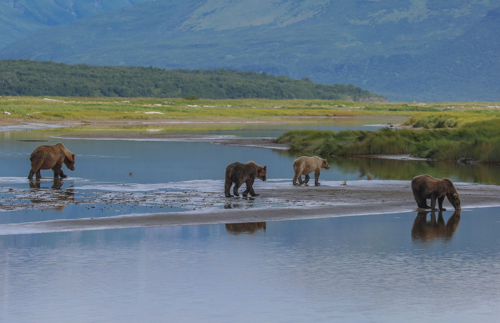 Bears_Landscape by Kira Mileham