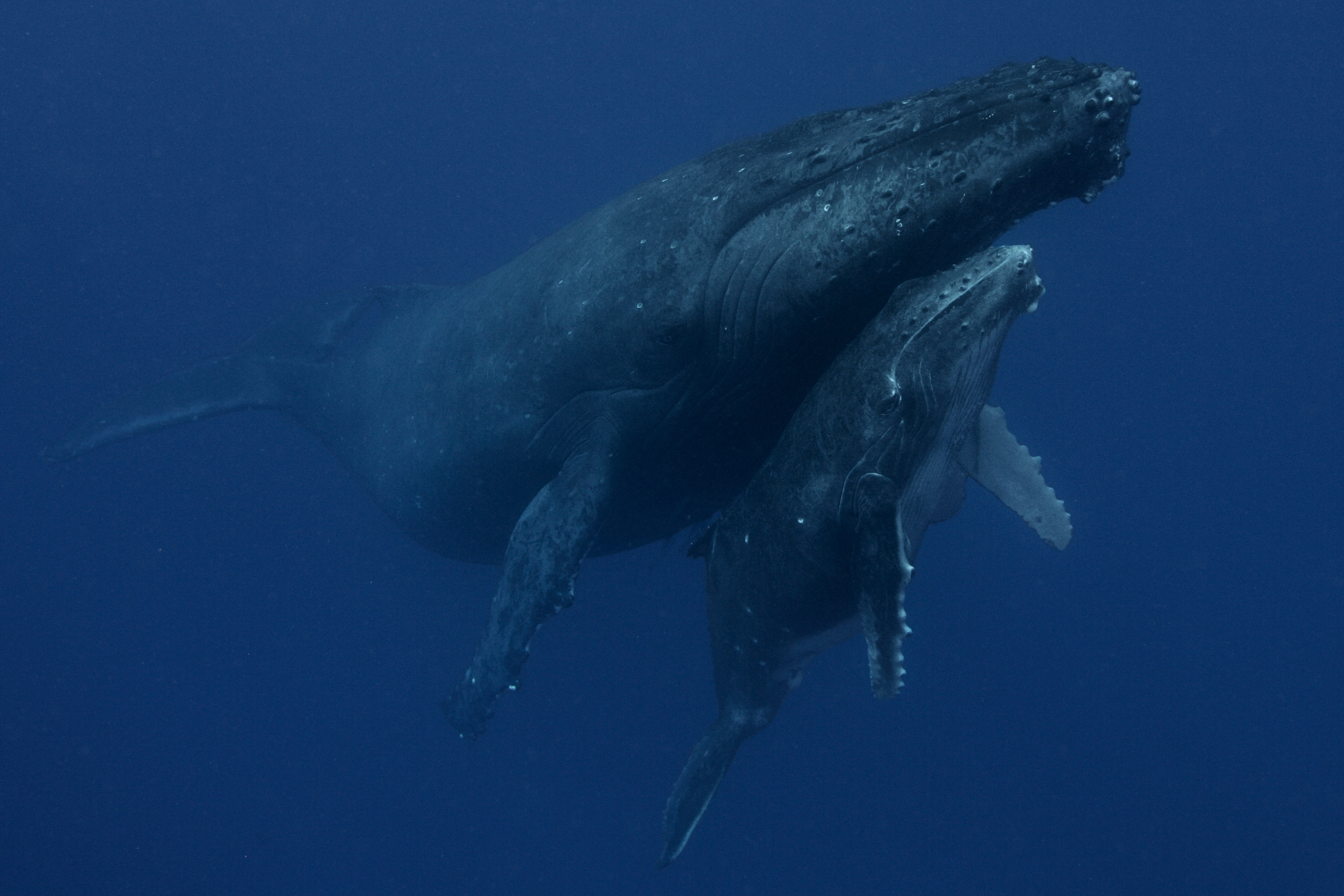 UN Member States formally adopt a resolution for the introduction of legal measures to protect the high seas