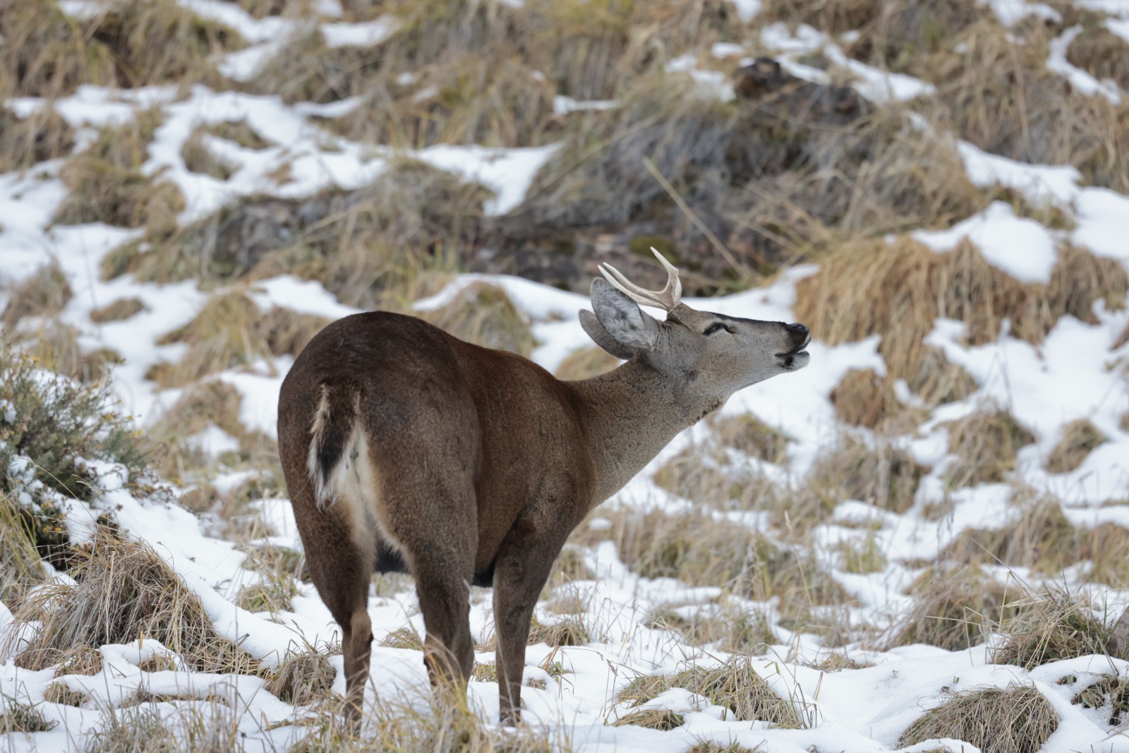 Huemul en PN Cerro Castillo
