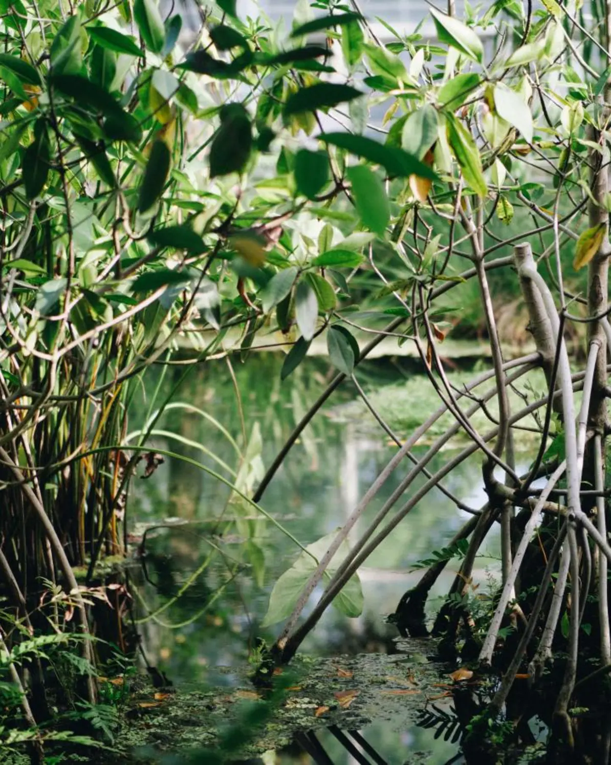 Mangroves are an important but fragile ecosystem